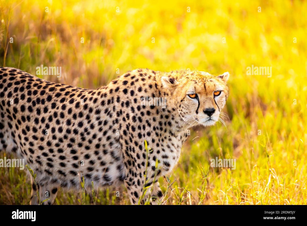 Ein Gepard am frühen Morgen durchstreift die Avanne in einem Nationalpark, fotografiert auf einer Safari in Kenia Afrika Stockfoto