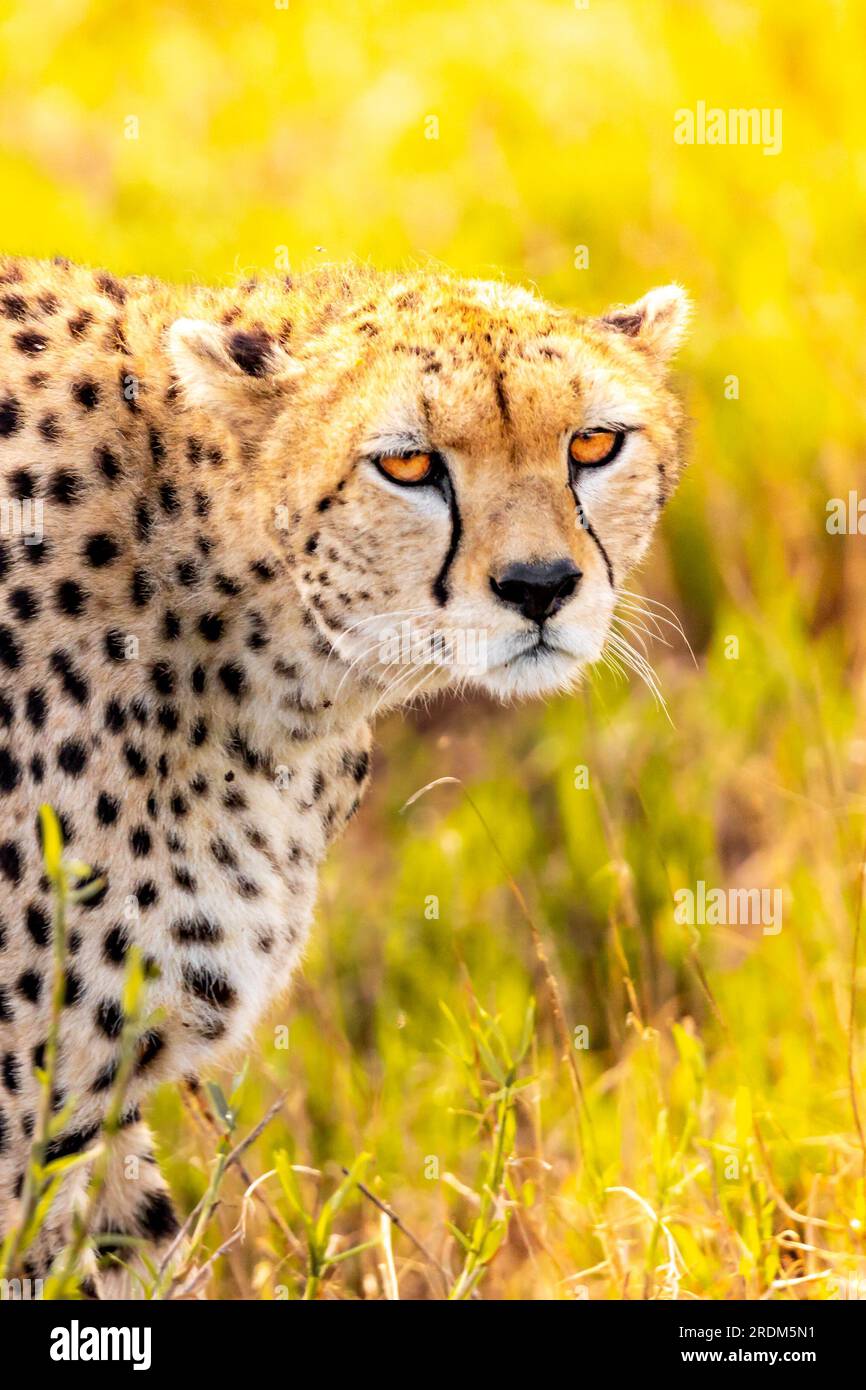 Ein Gepard am frühen Morgen durchstreift die Avanne in einem Nationalpark, fotografiert auf einer Safari in Kenia Afrika Stockfoto