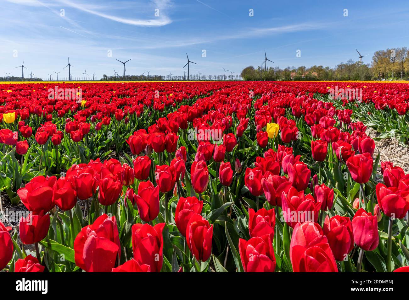 Feld mit roten Triumph-Tulpen (Sorte „Strong Love“) in Flevoland, Niederlande Stockfoto