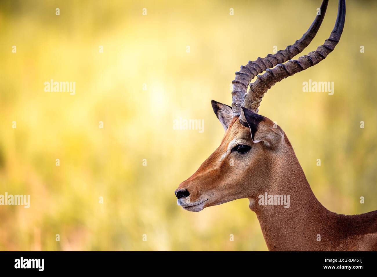 Gazelle oder Antilope, in Kenia, Afrika. Wunderschöne Tiere auf Safari durch die Savannen der verschiedenen Nationalparks. Große und edle Tiere Stockfoto