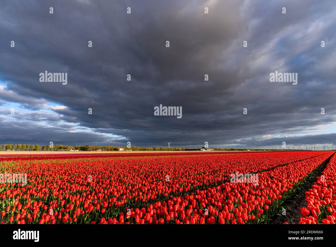 Feld mit roten und gelben Triumph-Tulpen (Sorte „Verandi“) in Flevoland, Niederlande Stockfoto