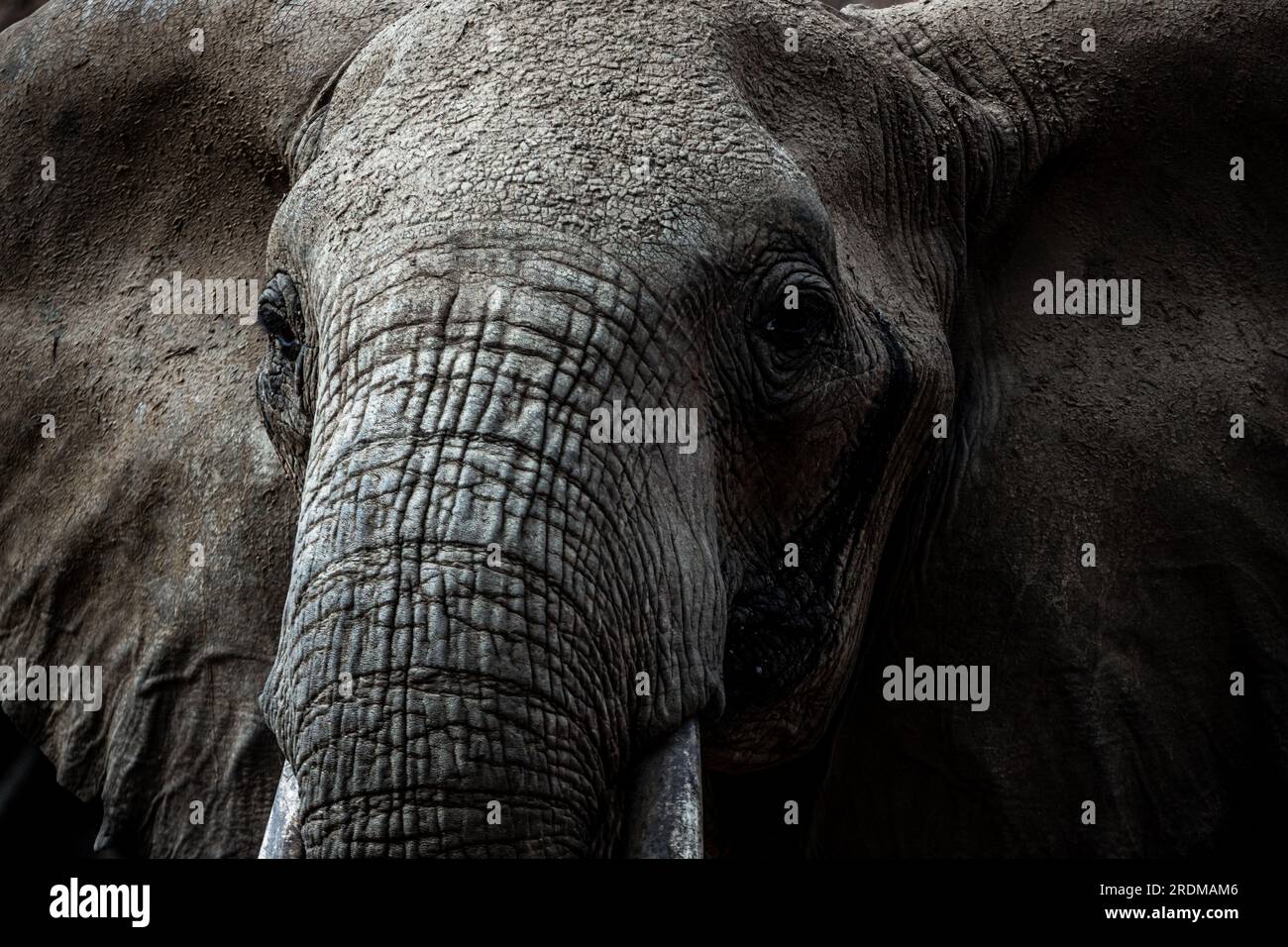 Die großen roten afrikanischen Elefanten in Kenia im Tsavo East-Nationalpark. Schöne Nahaufnahme eines der Großen fünf. Edle Tiere in freier Wildbahn Stockfoto