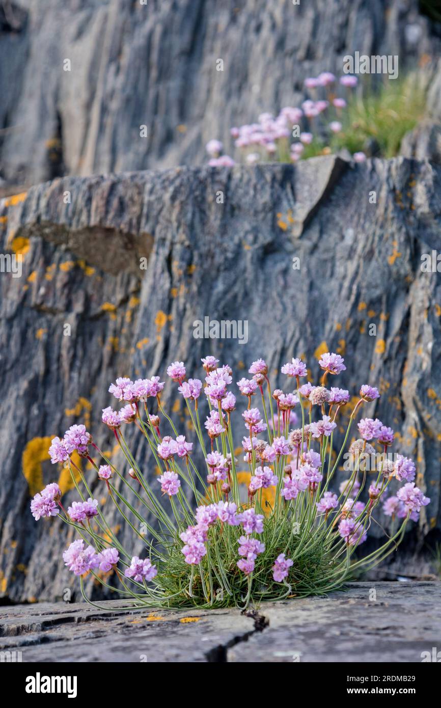 Sparsamkeit "Armeria Maritima" Stockfoto