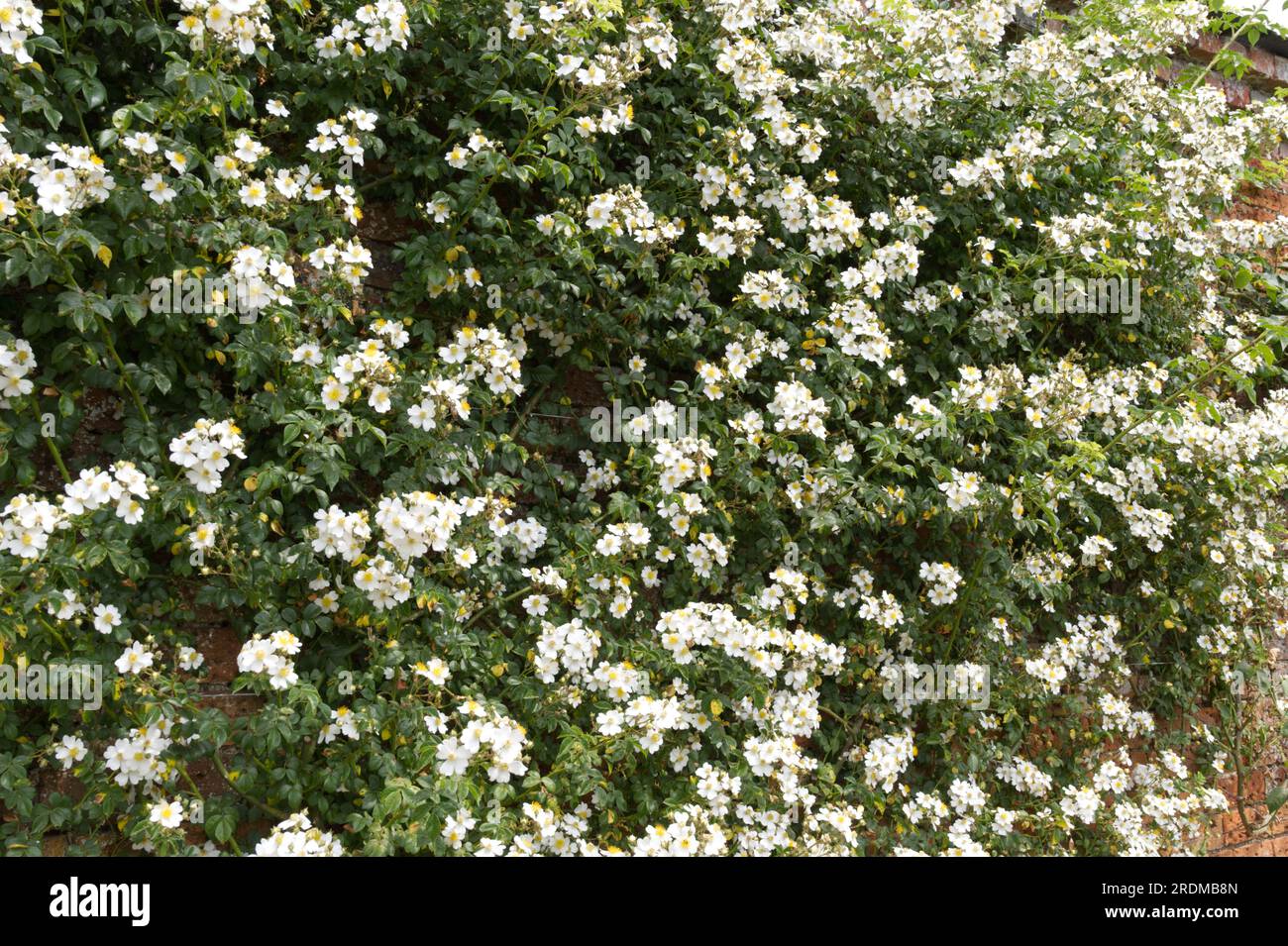 Zarte weiße Sommerblumen der Rosa Lucieae, auch bekannt als Rosa wichurana im britischen Garten Juni Stockfoto