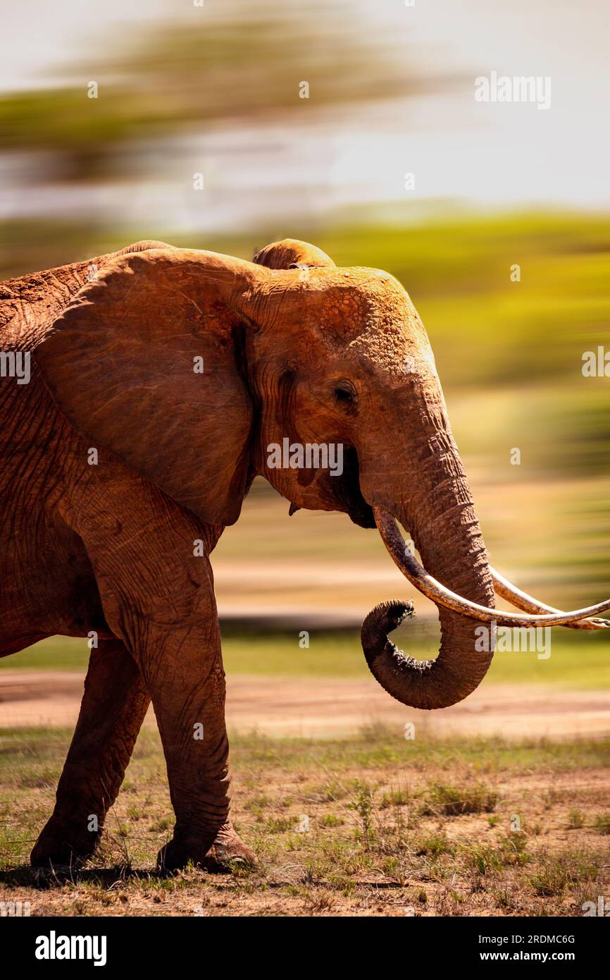 Die großen roten afrikanischen Elefanten in Kenia im Tsavo East-Nationalpark. Schöne Nahaufnahme eines der Großen fünf. Edle Tiere in freier Wildbahn Stockfoto