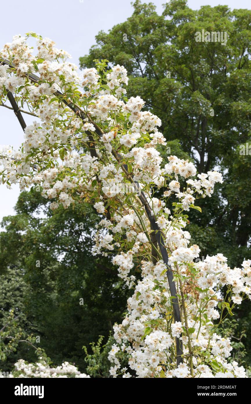 Weiße Sommerrosenblüten von Rosa Schneeverwehungen, die im britischen Garten im Juni auf den Metallbogen klettern Stockfoto