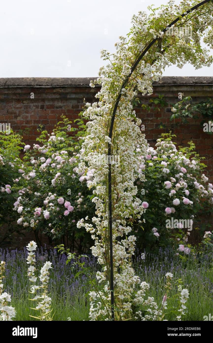 Weiße Sommerrosenblüten von Rosa Schneeverwehungen, die im britischen Garten im Juni auf den Metallbogen klettern Stockfoto
