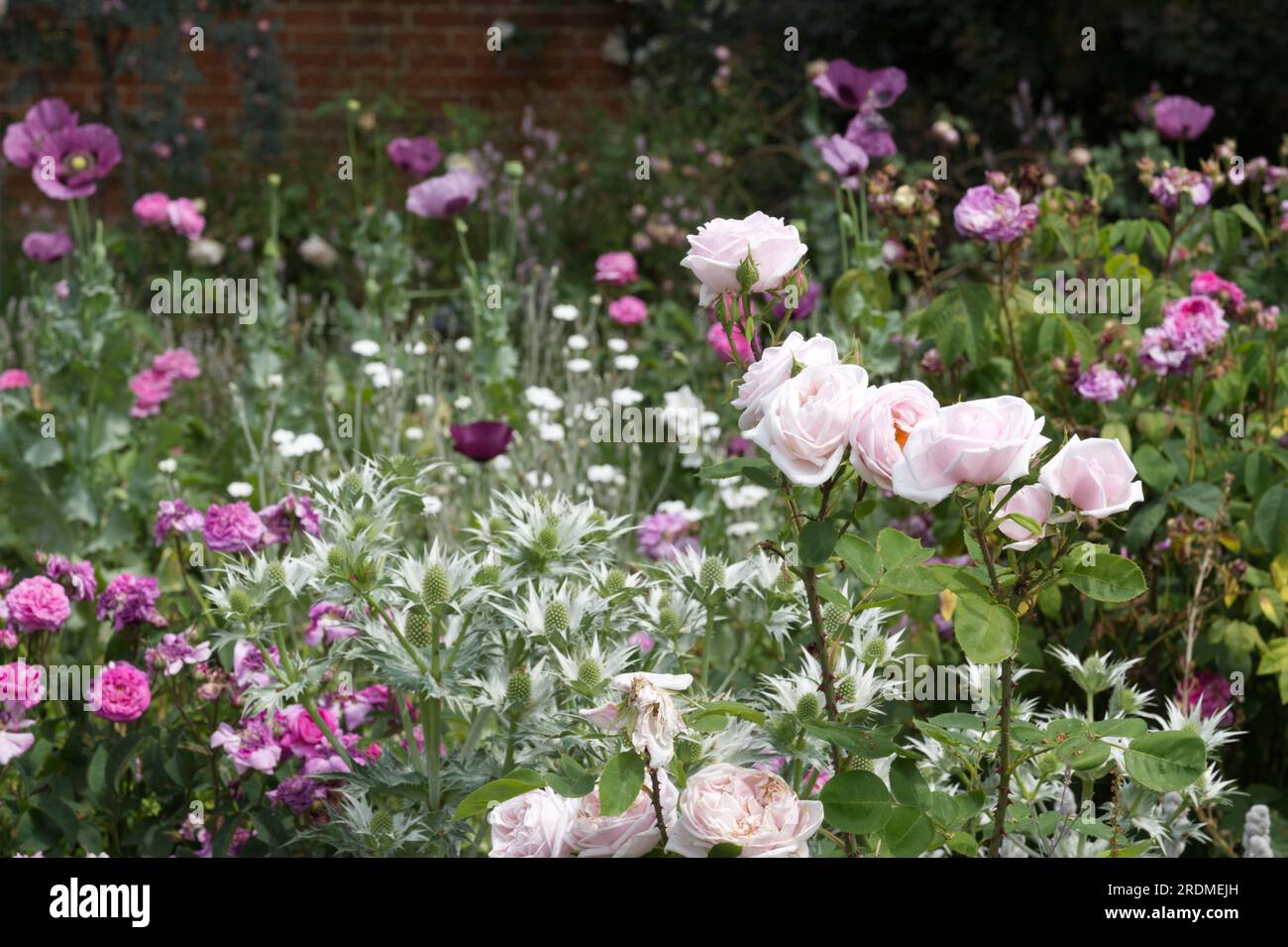 Hübsche, pastellfarbene Gartenszene mit Rosen, Mohn und dem Geist von Miss Willmott im britischen Garten June Stockfoto