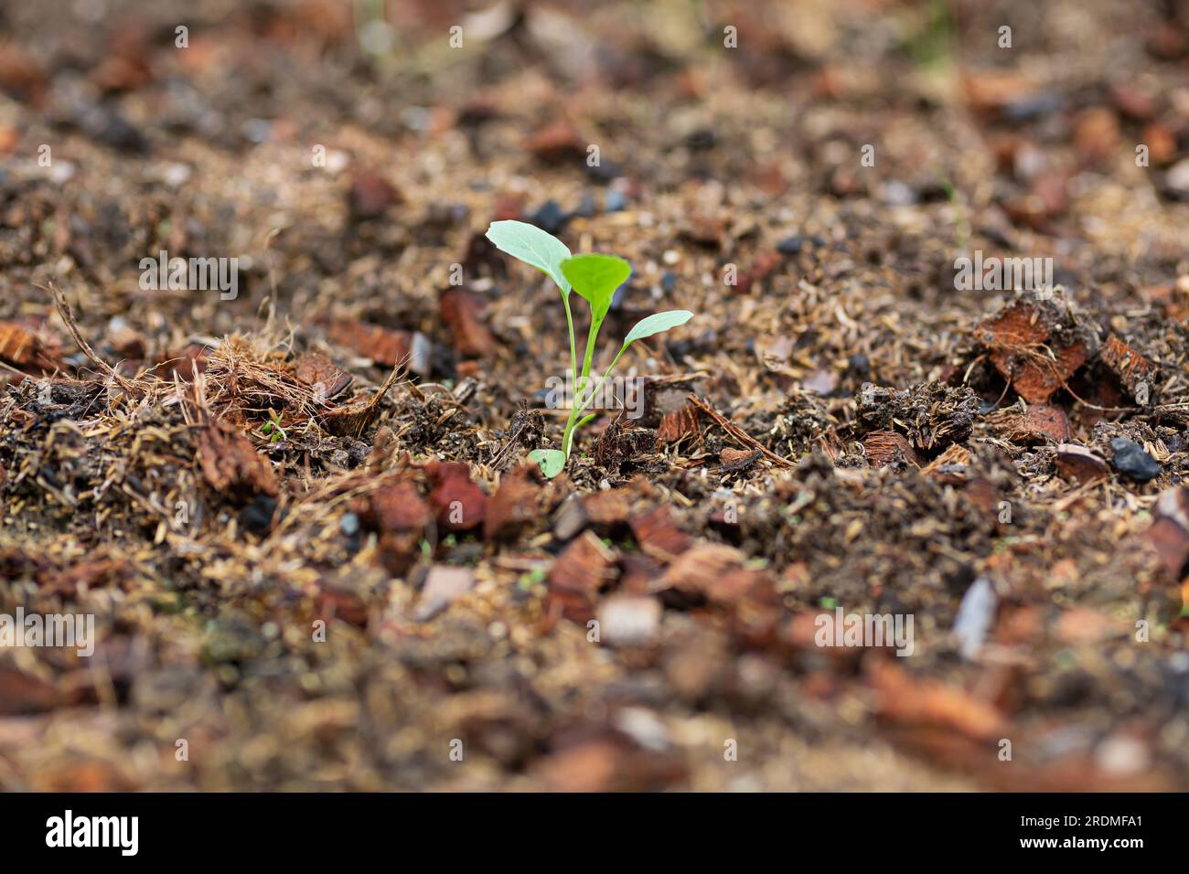 Setzlinge wachsen im Boden nach Bildkonzept, Neuanfänge, Anbau, Pflege Stockfoto
