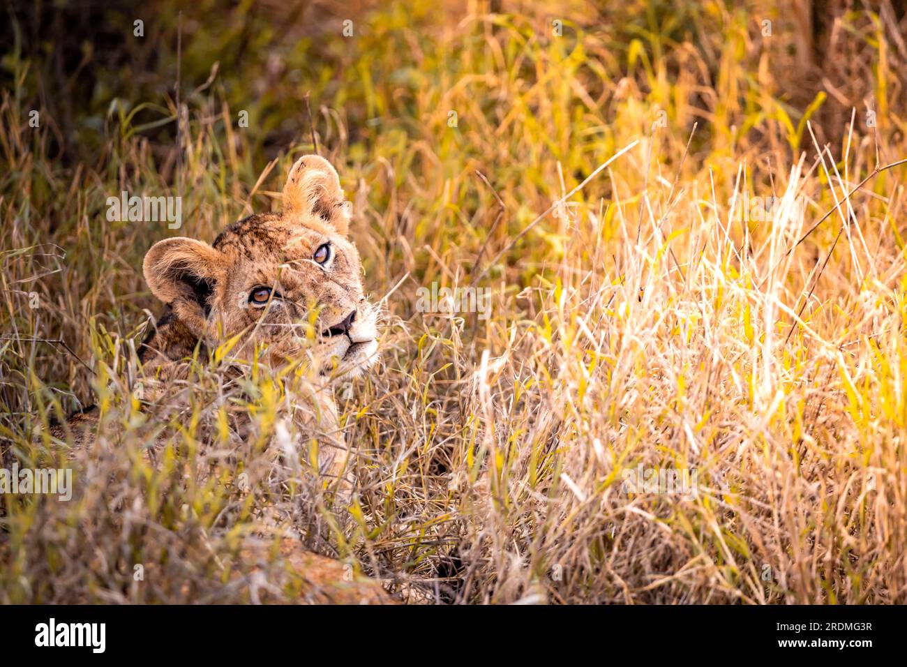 Süße kleine Löwenjungen auf Safari in der Steppe Afrikas spielen und ruhen sich aus. Große Katze in der Savanne. Kenias wilde Tierwelt. Wildtierfotografie Stockfoto