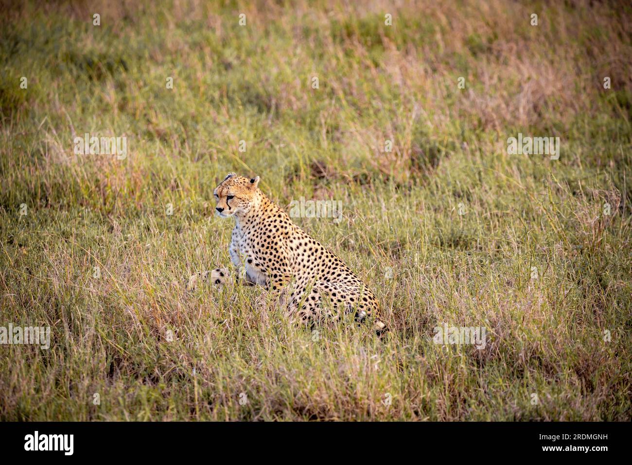 Ein Gepard am frühen Morgen durchstreift die Avanne in einem Nationalpark, fotografiert auf einer Safari in Kenia Afrika Stockfoto