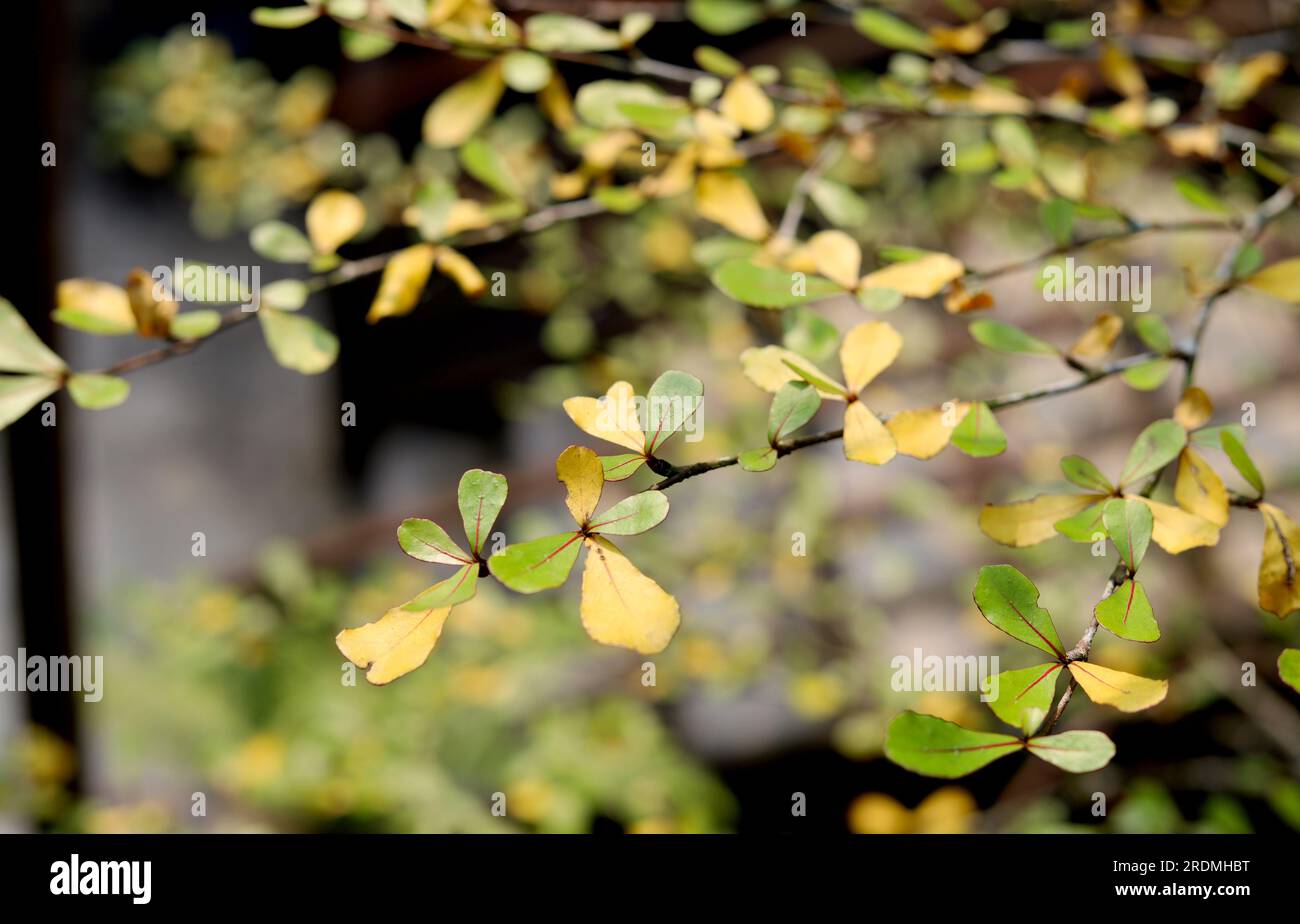 Grüne und gelbe kleine Blätter auf dem Baum als Hintergrund Stockfoto