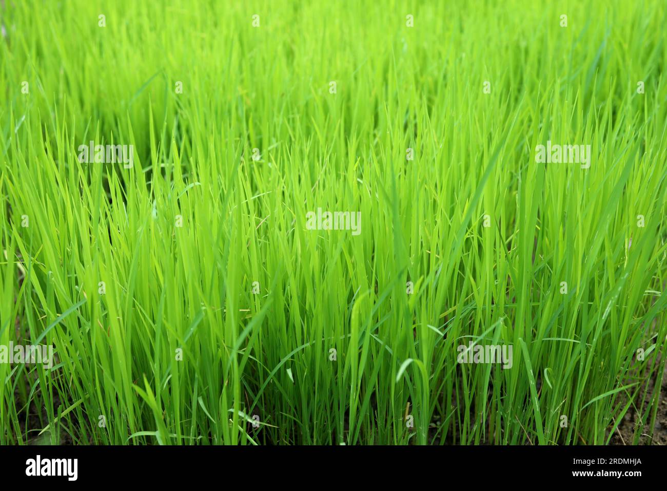 Grünes, junges Reisfeld für die Natur im Hintergrund Stockfoto