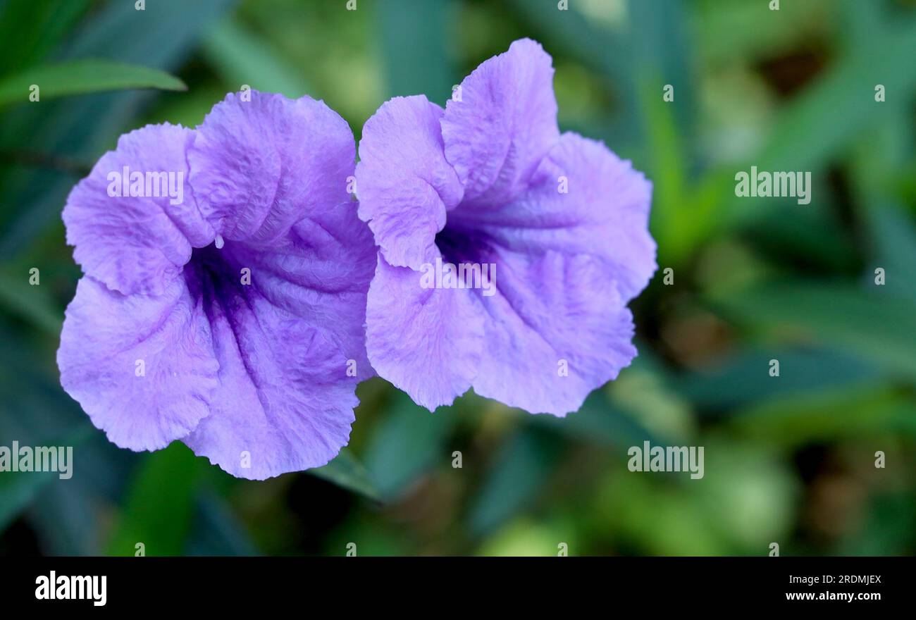 Selektiver Fokus Ruellia Flower oder Purple Kencana oder Ruellia brittoniana blühen auf grünem Laub. Stockfoto