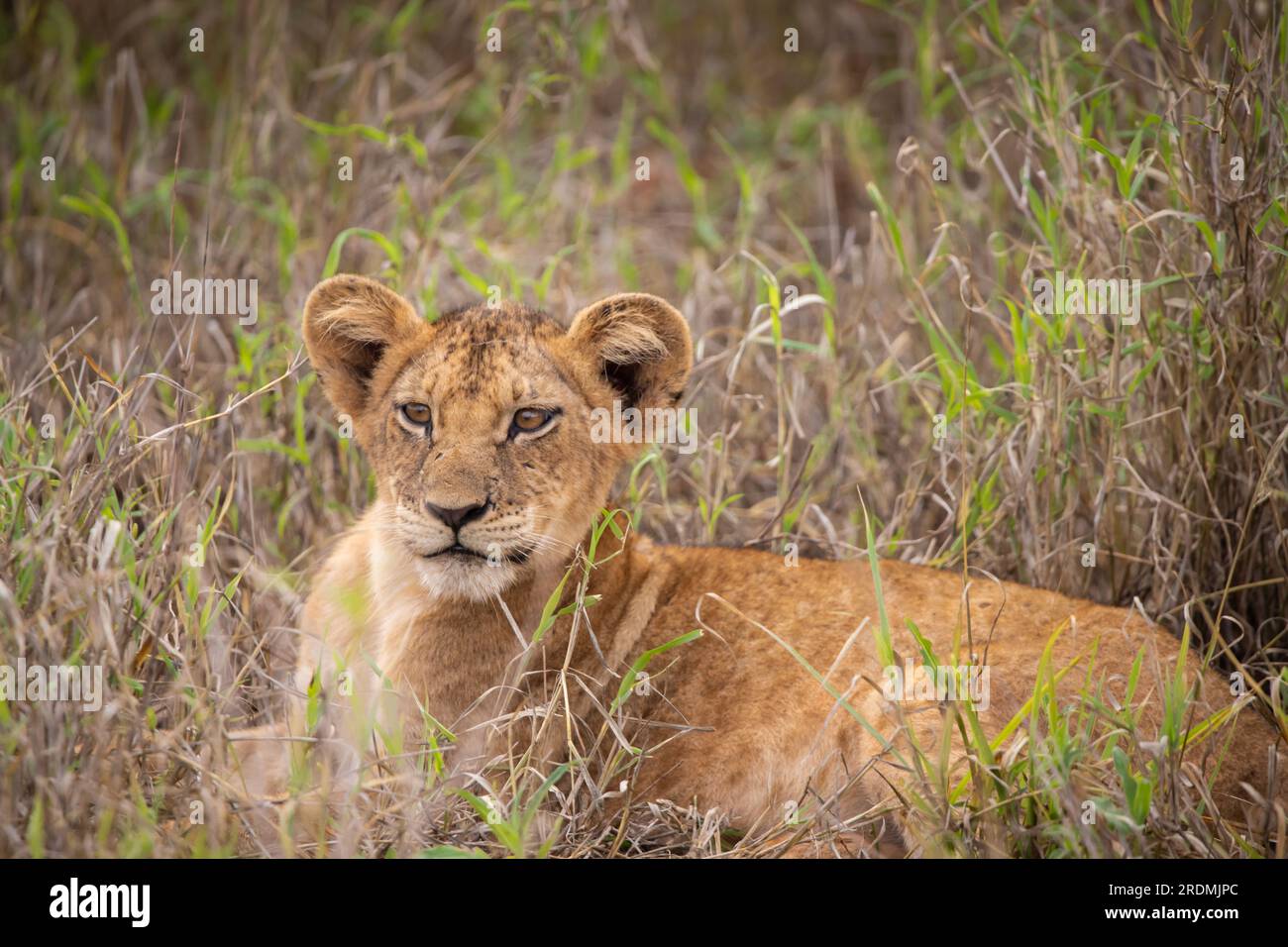 Löwenfamilie mit jungen Löwen. In einer Savanne nach der Jagd. Guter Schuss aus Afrika von einer Safari Stockfoto