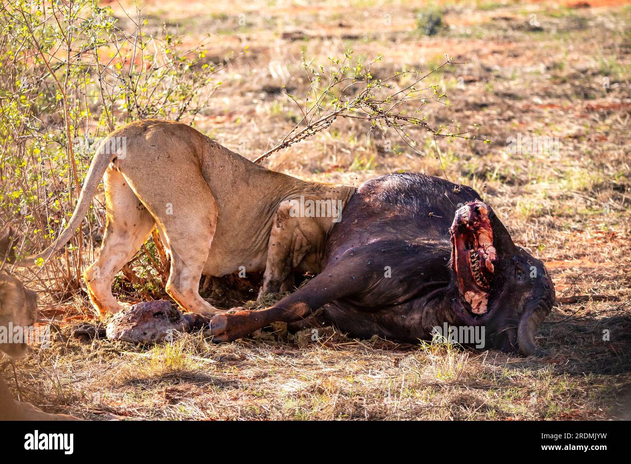 Löwe tötet Wasserbüffel in Kenia, Afrika. Das Frühstück eines Löwen, der vor Blutdurst krummt. Tolle Fotos von einer Safari im Tsavo-Nationalpark Stockfoto