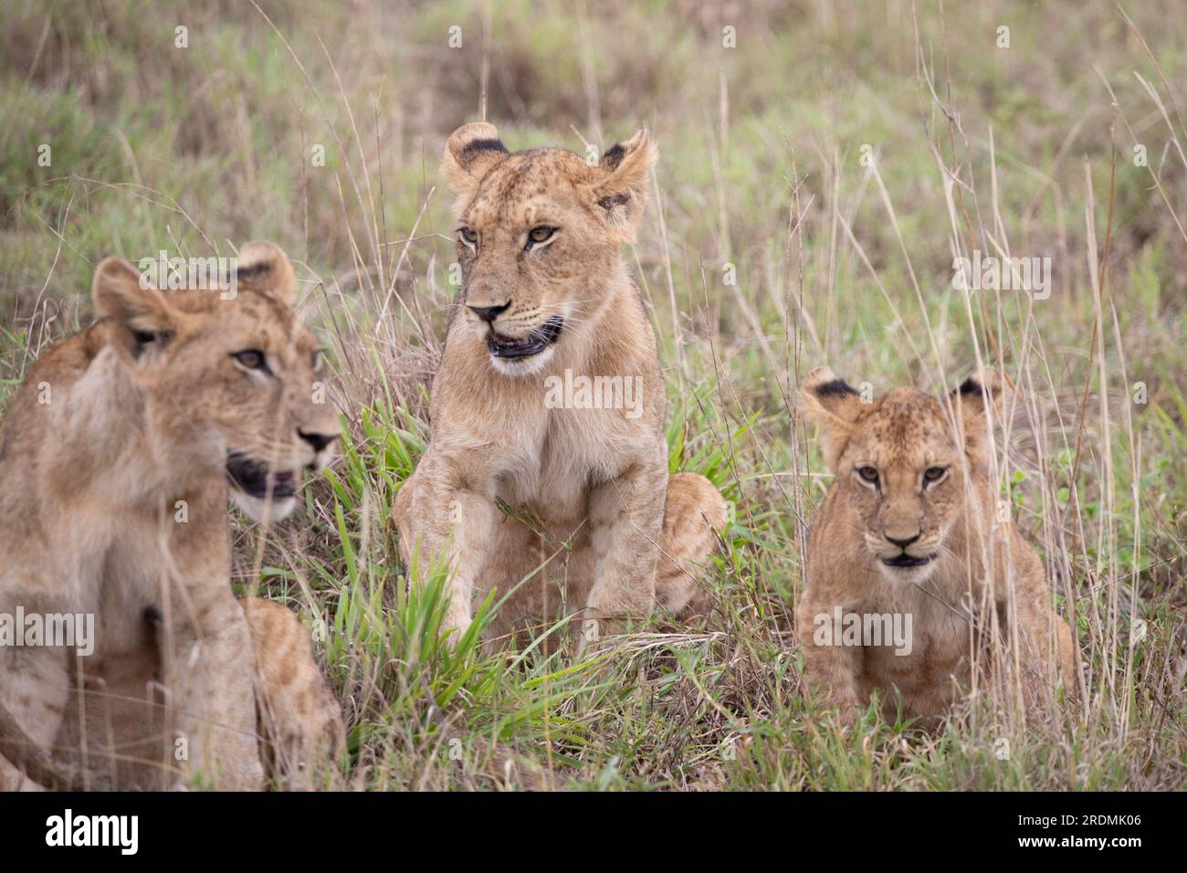 Löwenfamilie mit jungen Löwen. In einer Savanne nach der Jagd. Guter Schuss aus Afrika von einer Safari Stockfoto