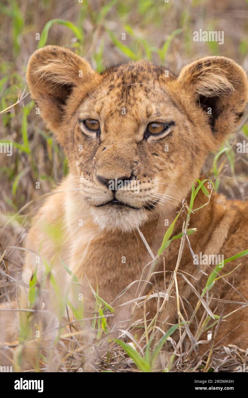 Süße kleine Löwenjungen auf Safari in der Steppe Afrikas spielen und ruhen sich aus. Große Katze in der Savanne. Kenias wilde Tierwelt. Wildtierfotografie Stockfoto