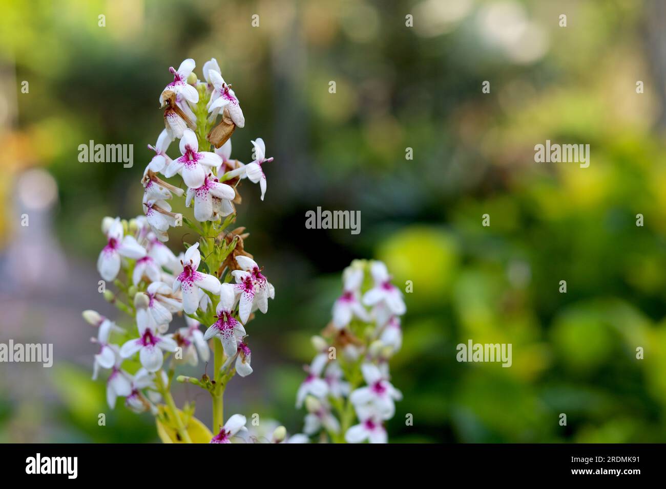 Gelbvein-Eranthemum, kleine weiße Blumen blühen im Garten Stockfoto