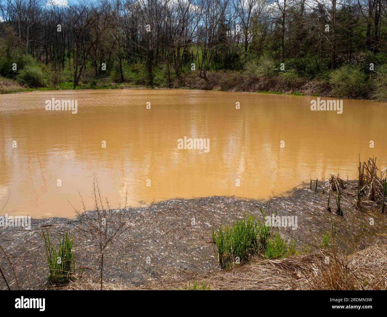 Kleiner Angelteich im State Park im Frühling Stockfoto