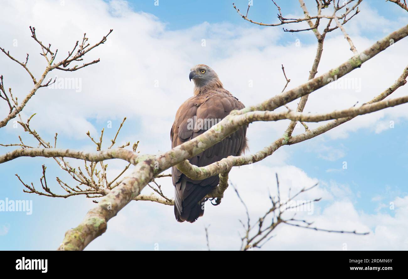 Grauer Fischadler, hoch oben auf einem Baum - einsamer Vogel Stockfoto