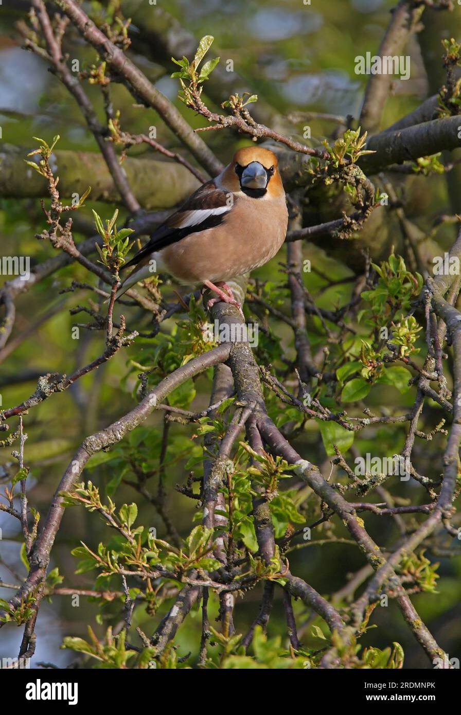Heringshai (Coccothraustes coccothraustes), männlich, hoch oben in Tree Norfolk, Vereinigtes Königreich. April Stockfoto