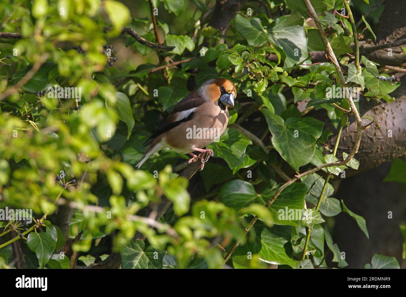 Heringshai (Coccothraustes coccothraustes), männlich, hoch oben in Tree Norfolk, Vereinigtes Königreich. April Stockfoto
