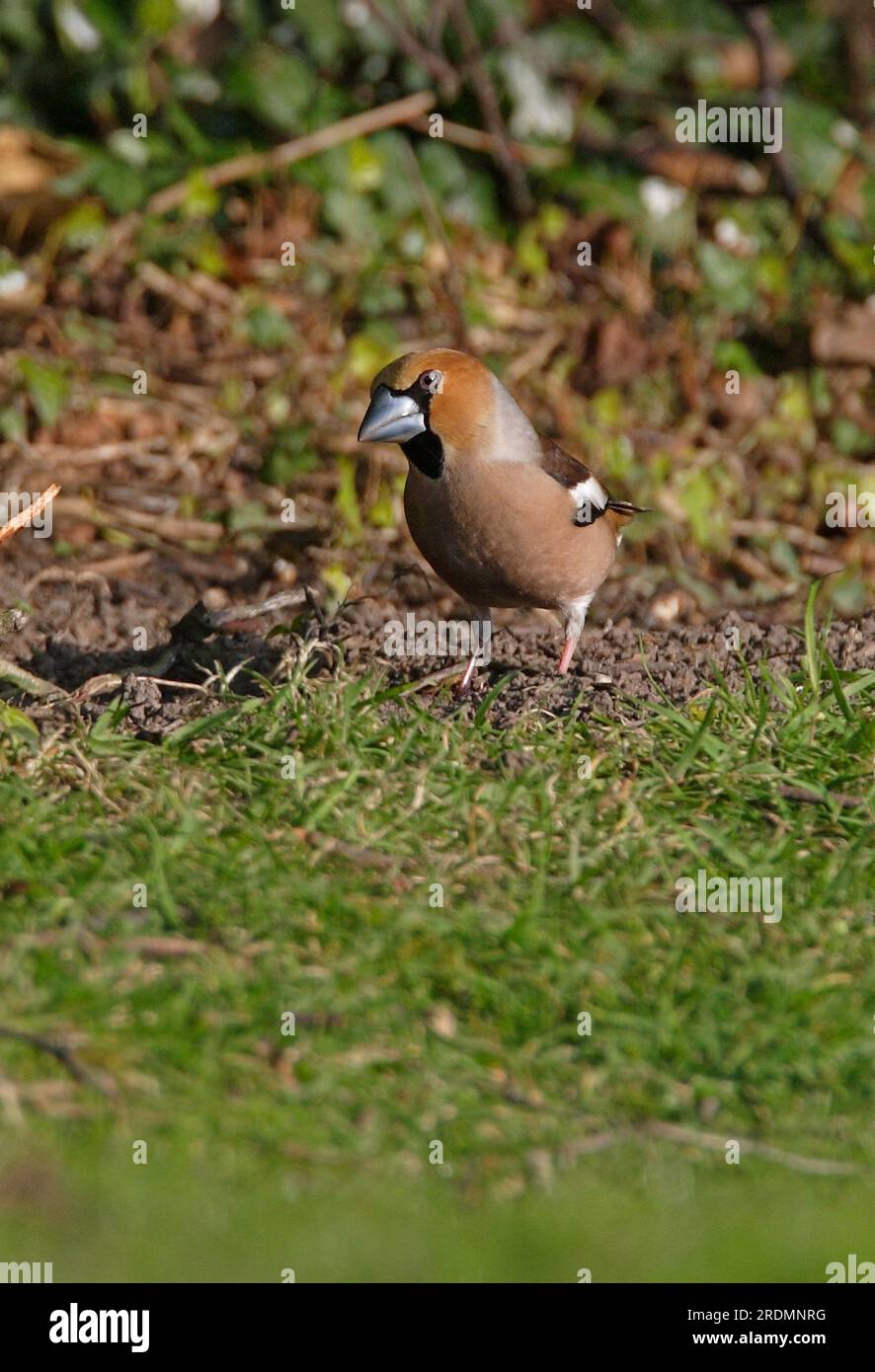 Heringshai (Coccothraustes coccothraustes), männlicher Erwachsener am Boden, Norfolk, Vereinigtes Königreich. April Stockfoto