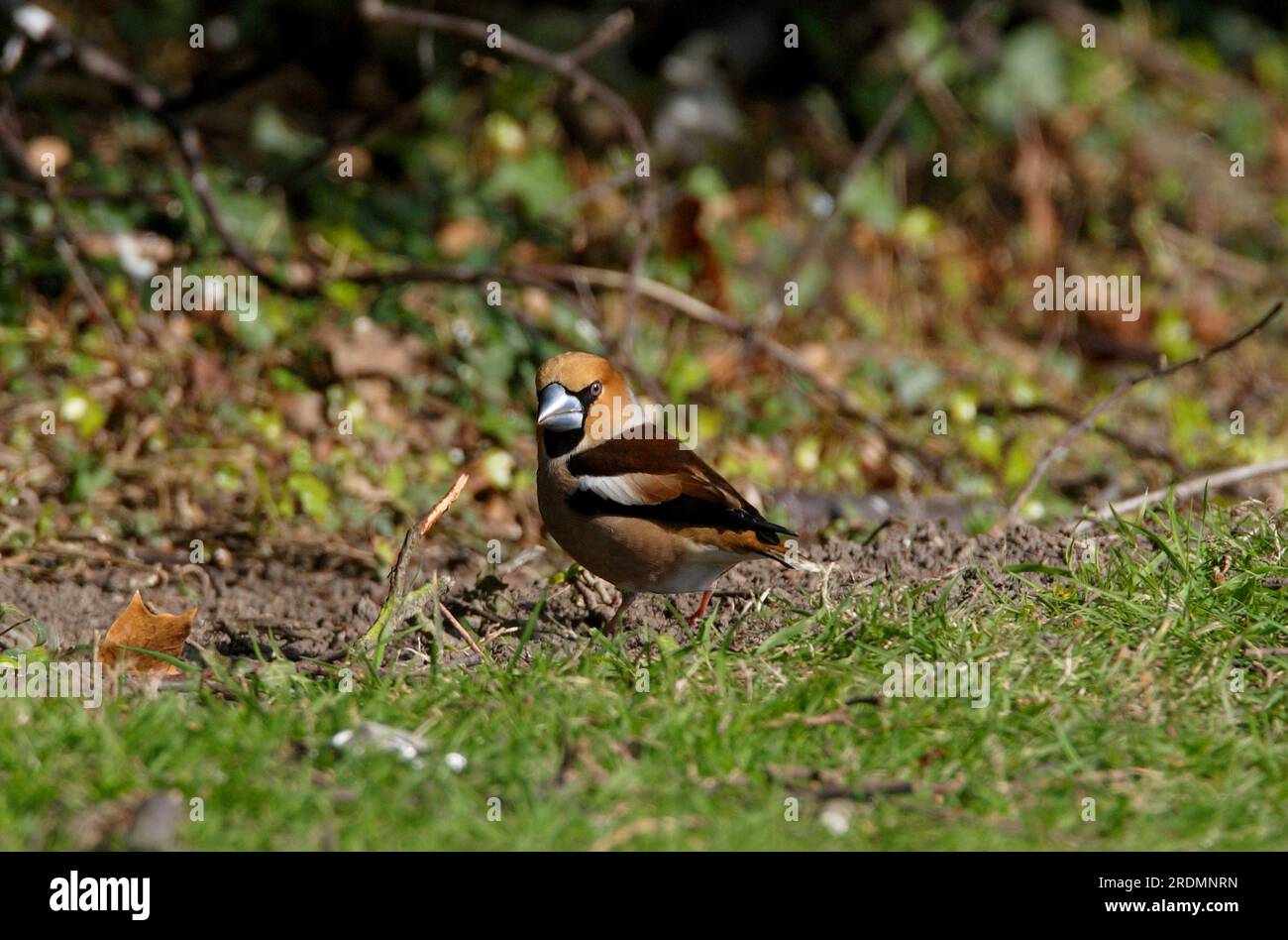 Heringshai (Coccothraustes coccothraustes), männlicher Erwachsener am Boden, Norfolk, Vereinigtes Königreich. April Stockfoto