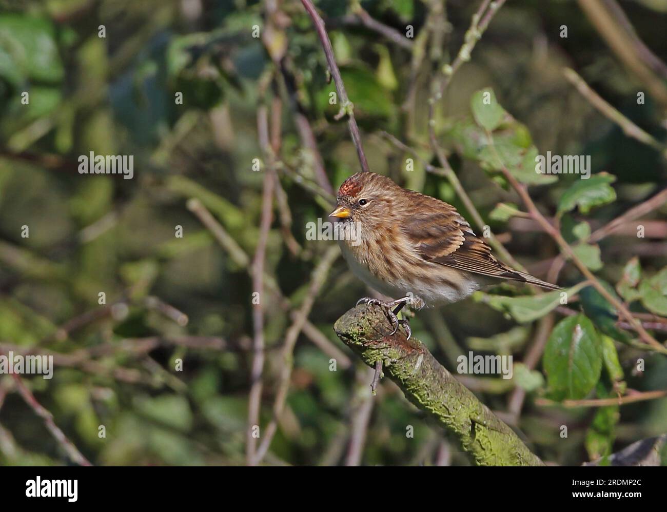 Lesser Redpoll (Carduelis Cabaret), weiblich hoch oben auf Blackthorn Busch Eccles-on-Sea, Norfolk, Großbritannien November Stockfoto