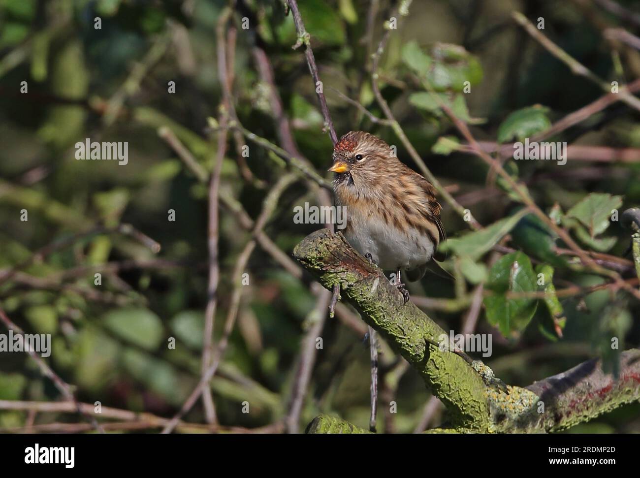 Lesser Redpoll (Carduelis Cabaret), weiblich hoch oben auf Blackthorn Busch Eccles-on-Sea, Norfolk, Großbritannien November Stockfoto