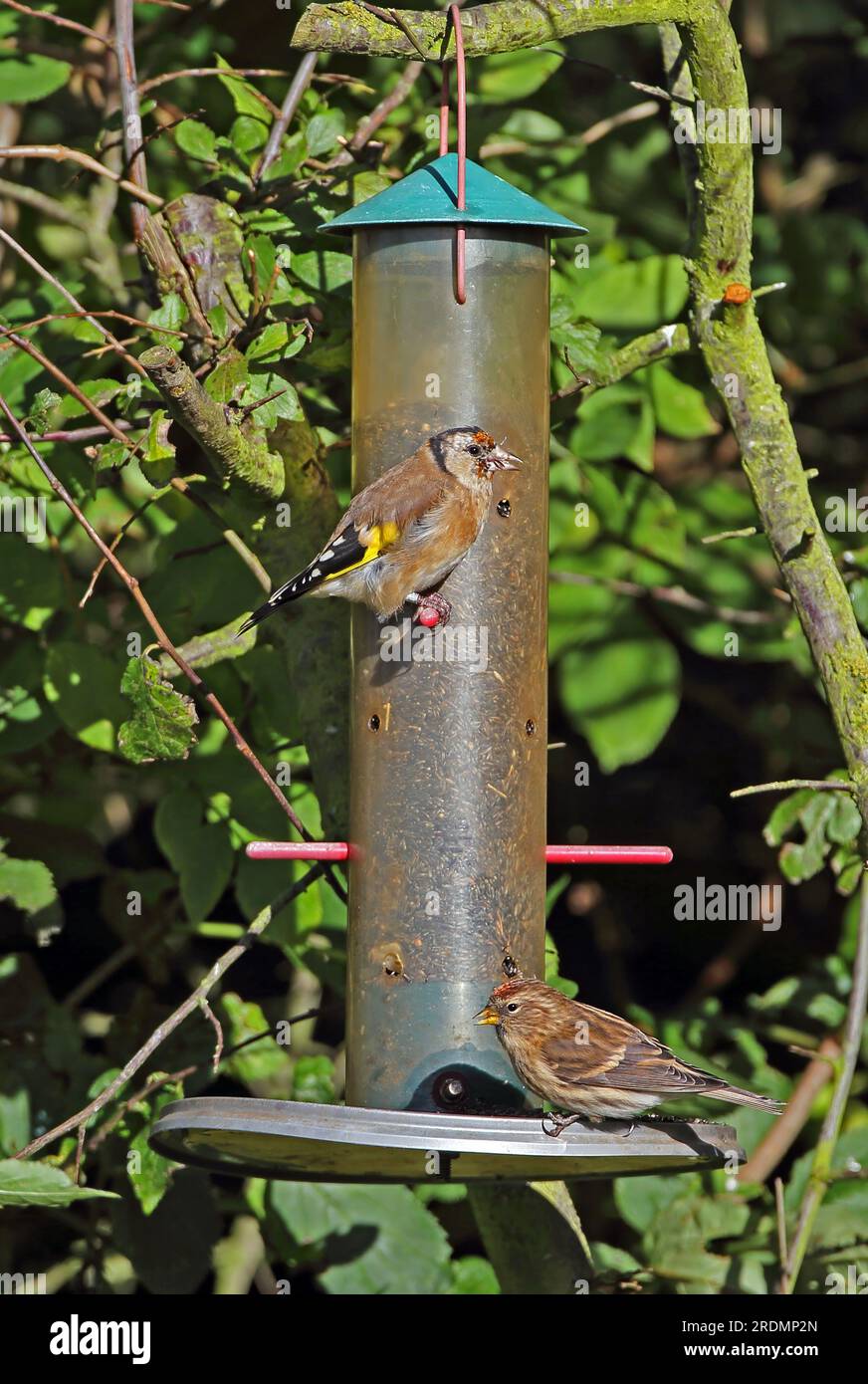 Little Redpoll (Carduelis Cabaret) und European Goldfinch (Carduelis carduelis) füttern den Nyger-Feeder Eccles-on-Sea, Norfolk, Vereinigtes Königreich. November Stockfoto