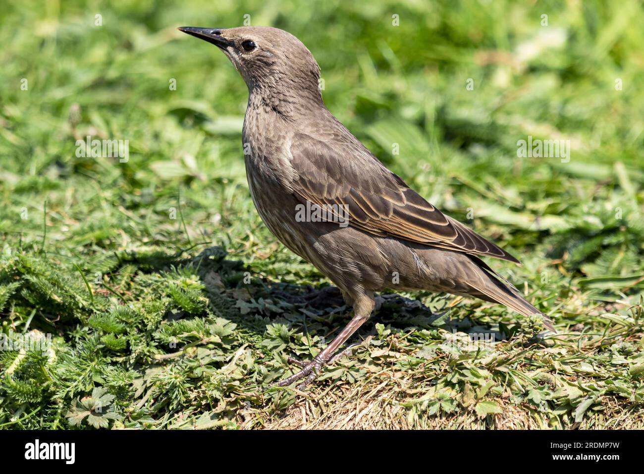 Gemeinsamen Starling Sturnus vulgaris Stockfoto