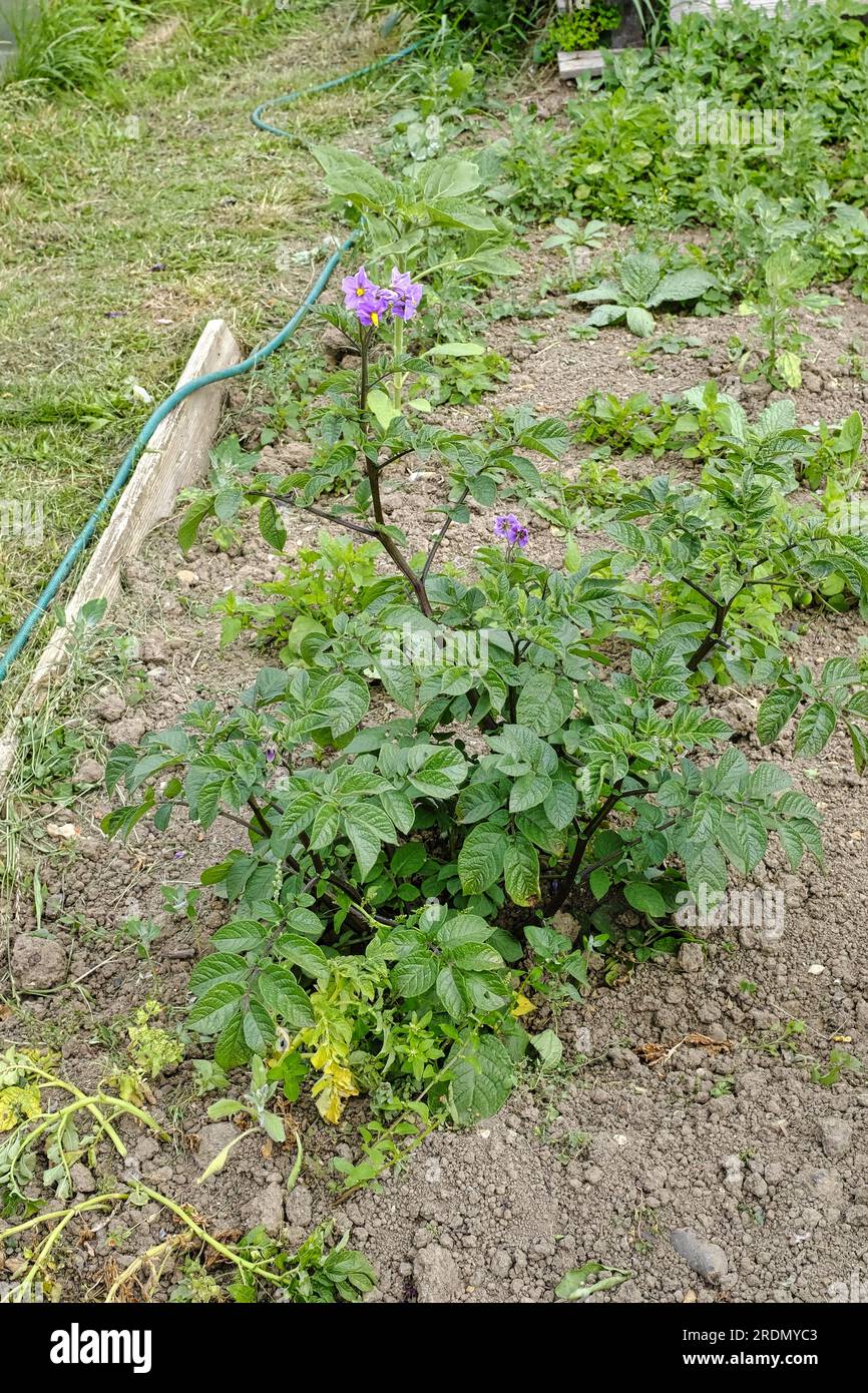 Maris-Peer-Kartoffelpflanze mit violetten Blüten im Frühsommer, die auf englischer Zuteilung wächst Stockfoto
