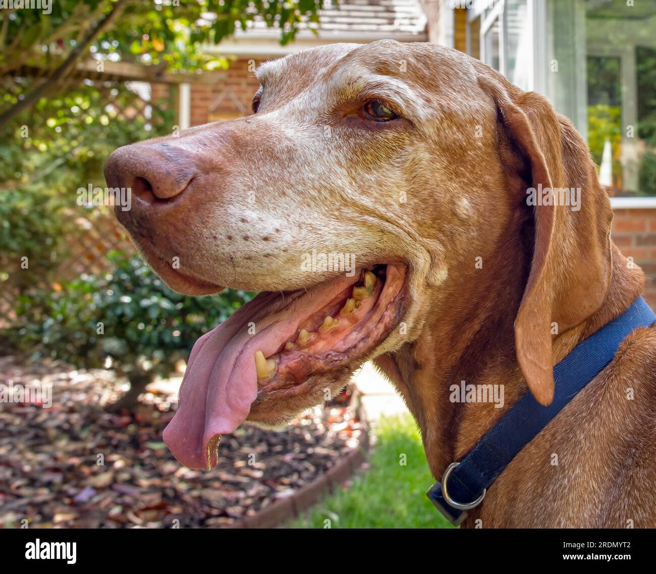 14-jähriger ungarischer Vizsla-Hund mit weißem Gesicht und gelben Zähnen Stockfoto