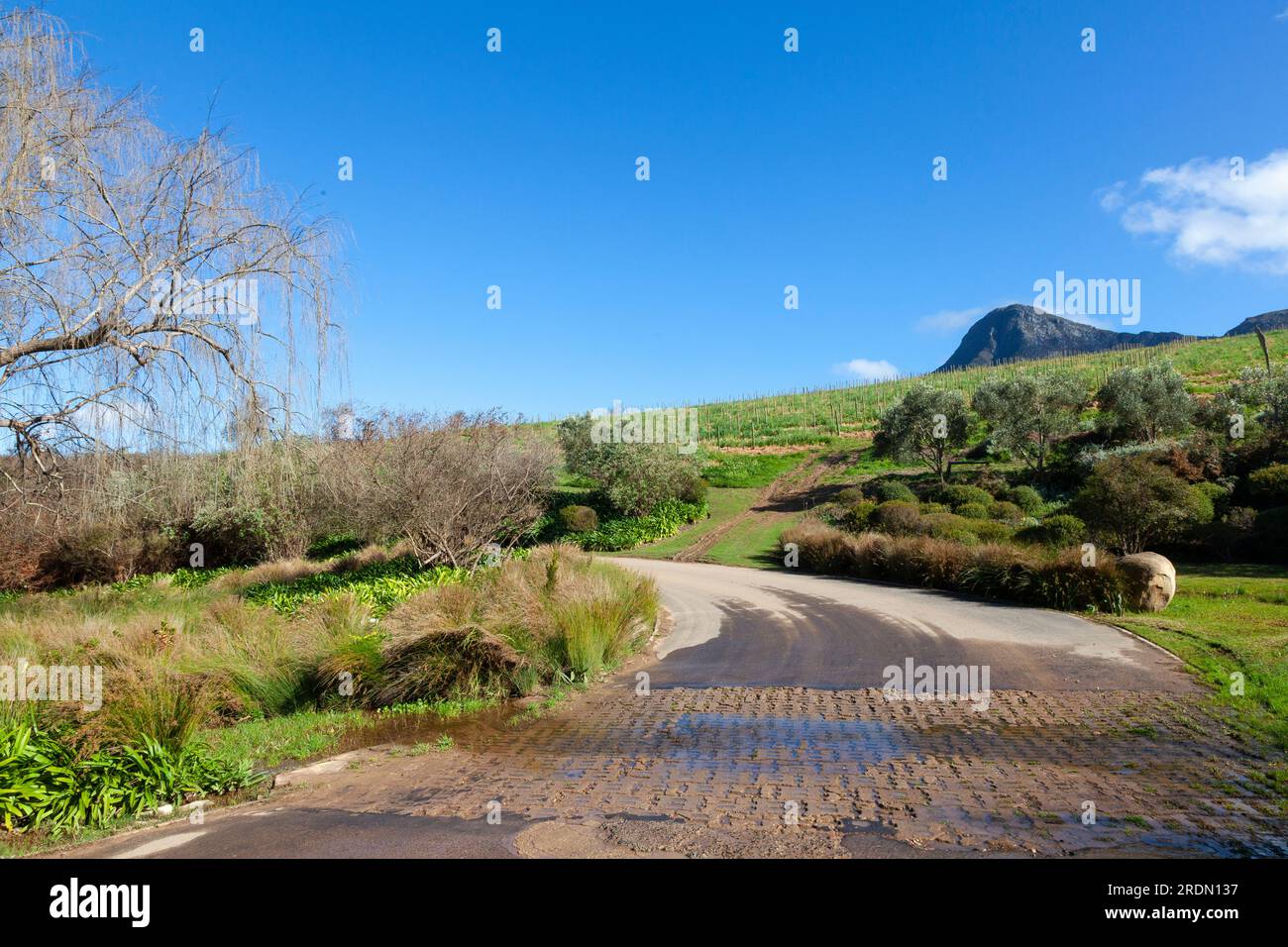 Weinberge und Bach bei Creation Wine, Hemel-en-Aarde Valley, Hermanus, Western Cape Winelands, Südafrika, In den Top 5 der besten Weinberge der Welt gewählt Stockfoto