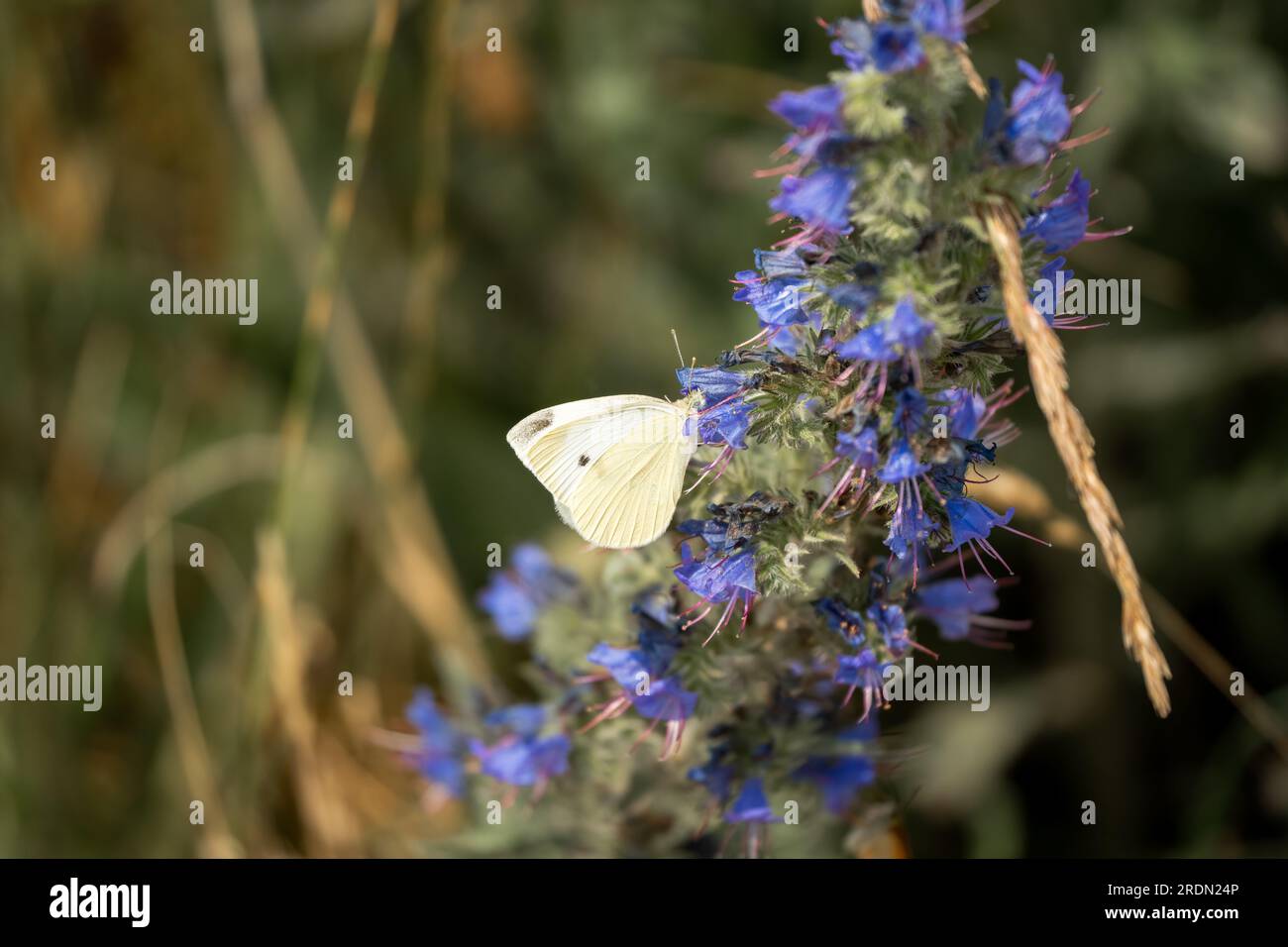 Nahaufnahme einer Fütterung von weißem Kohlbutterlfy (Pieris rapae) Stockfoto