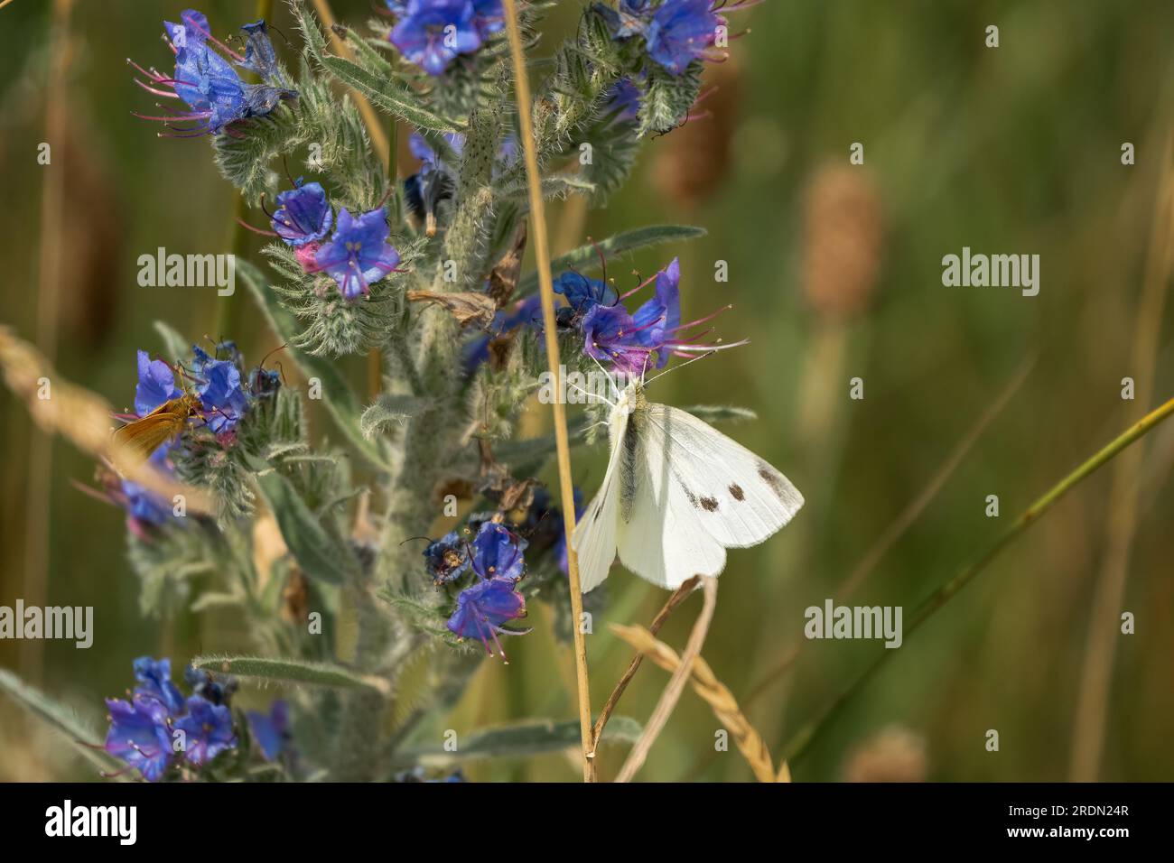 Nahaufnahme einer Fütterung von weißem Kohlbutterlfy (Pieris rapae) Stockfoto