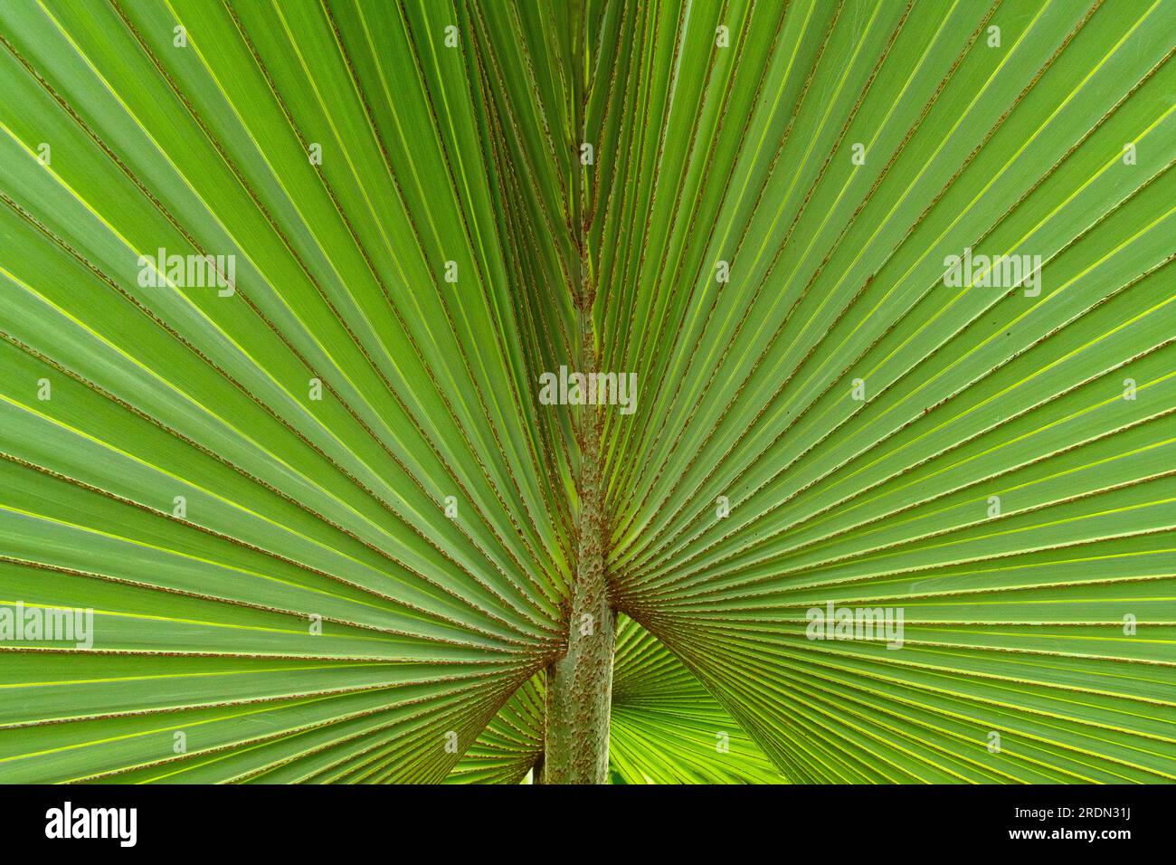 Hintergrund grüner Palmenblattmuster in tropischer Natur Stockfoto