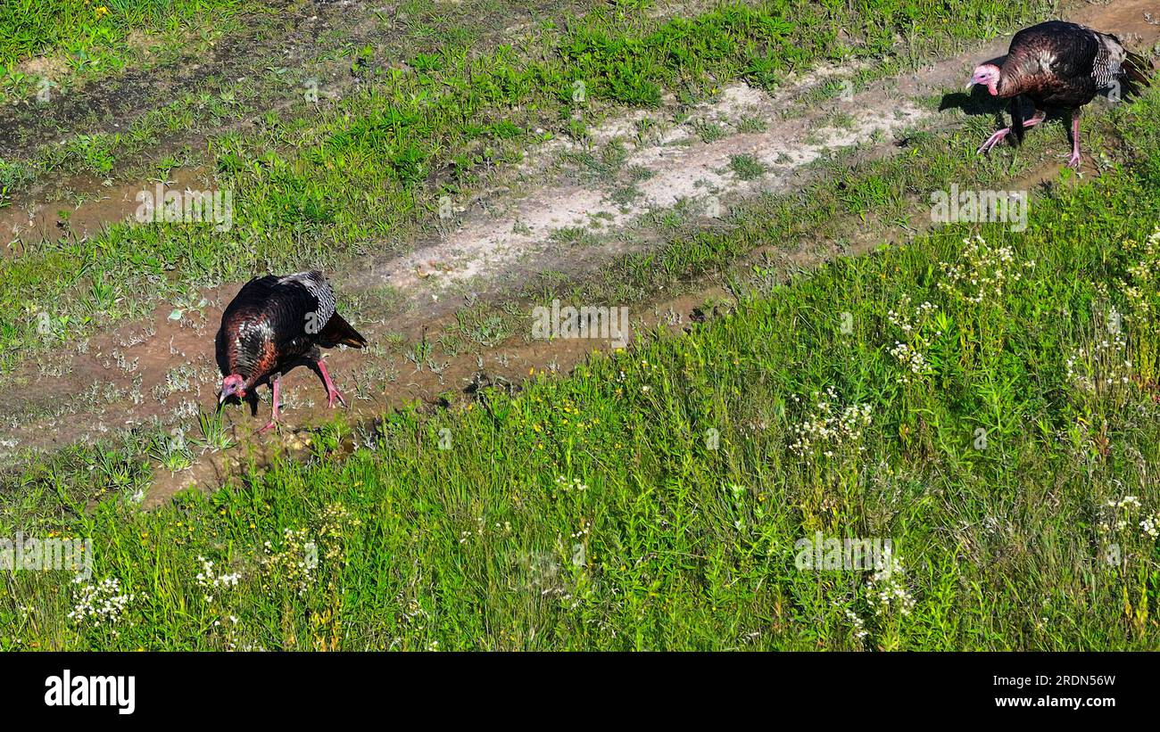 Luftaufnahme von zwei wilden Truthähnen, die sich auf einem Feld ernähren Stockfoto