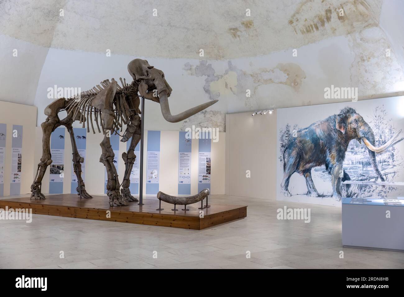 Mammuthus meridionalis oder das südliche Mammut im Schloss l'Aquila Stockfoto