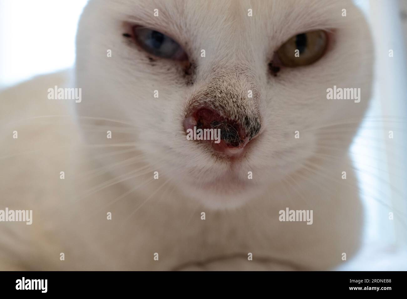 Porträt einer kranken weißen Katze mit Nasentumor. Stockfoto