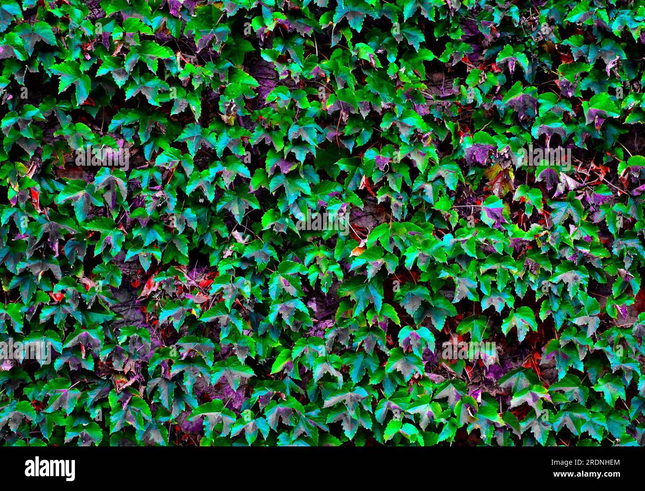 Hintergrund für große leere Weinrebenblätter. Stockfoto