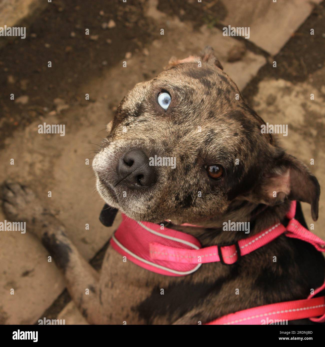 Heterochromie Catahoula Leopard Dog Staffy Stockfoto