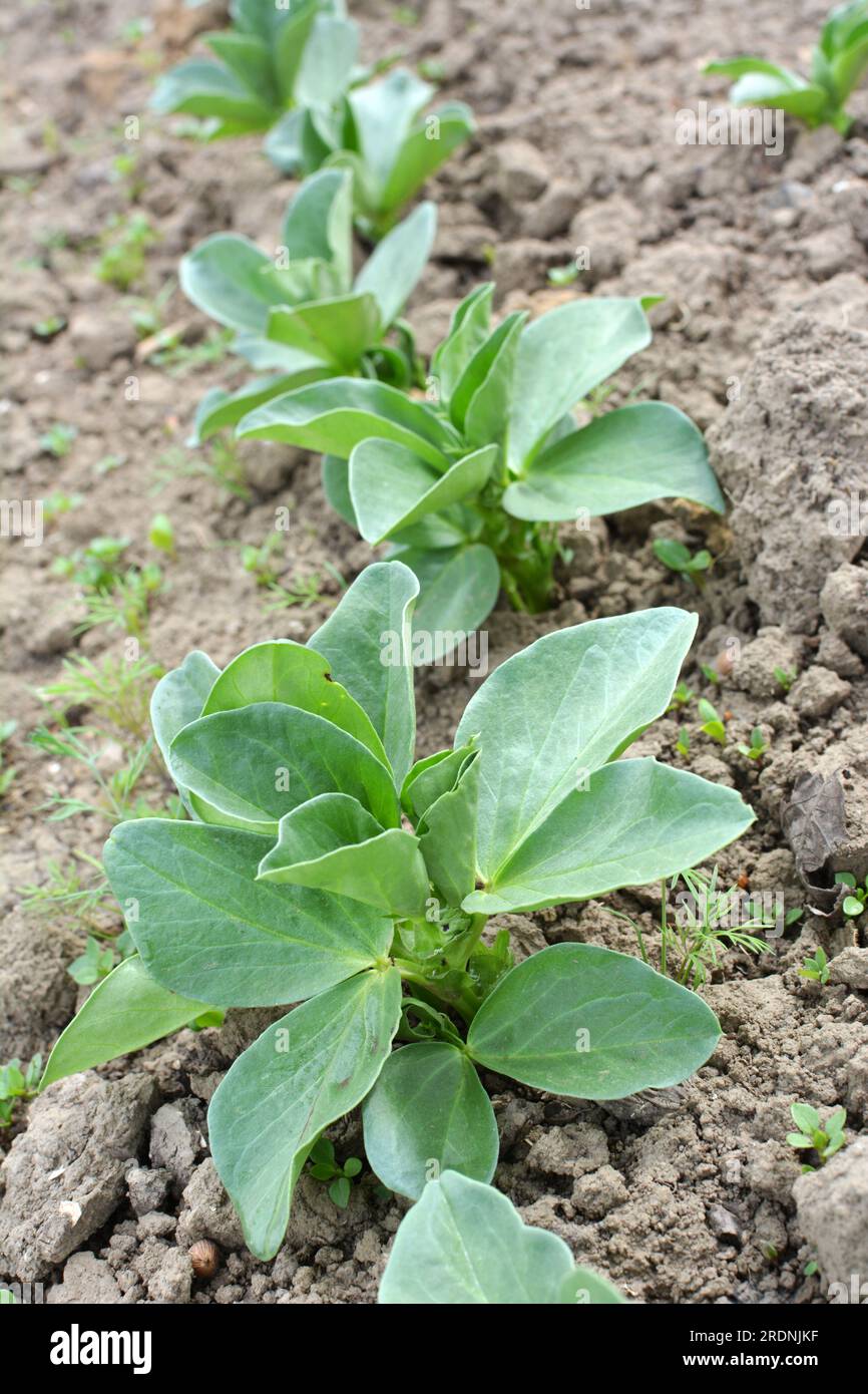 Im Frühjahr wächst die junge Pferdebohne (Vicia faba) auf einem Feld Stockfoto