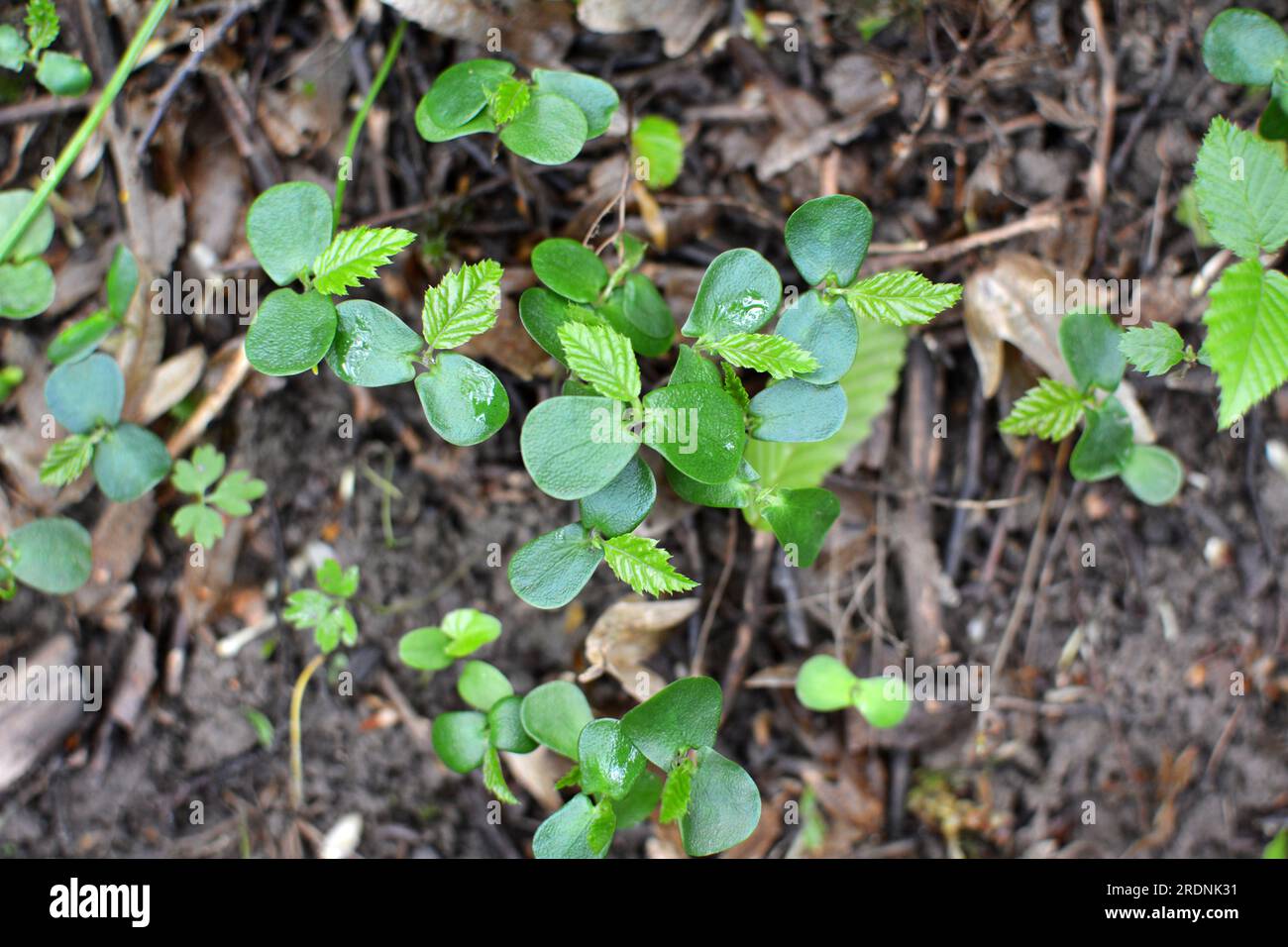 In der Wildnis im Wald gekeimte Sprossen von Hornbeeren (Carpinus betulus) aus Samen Stockfoto