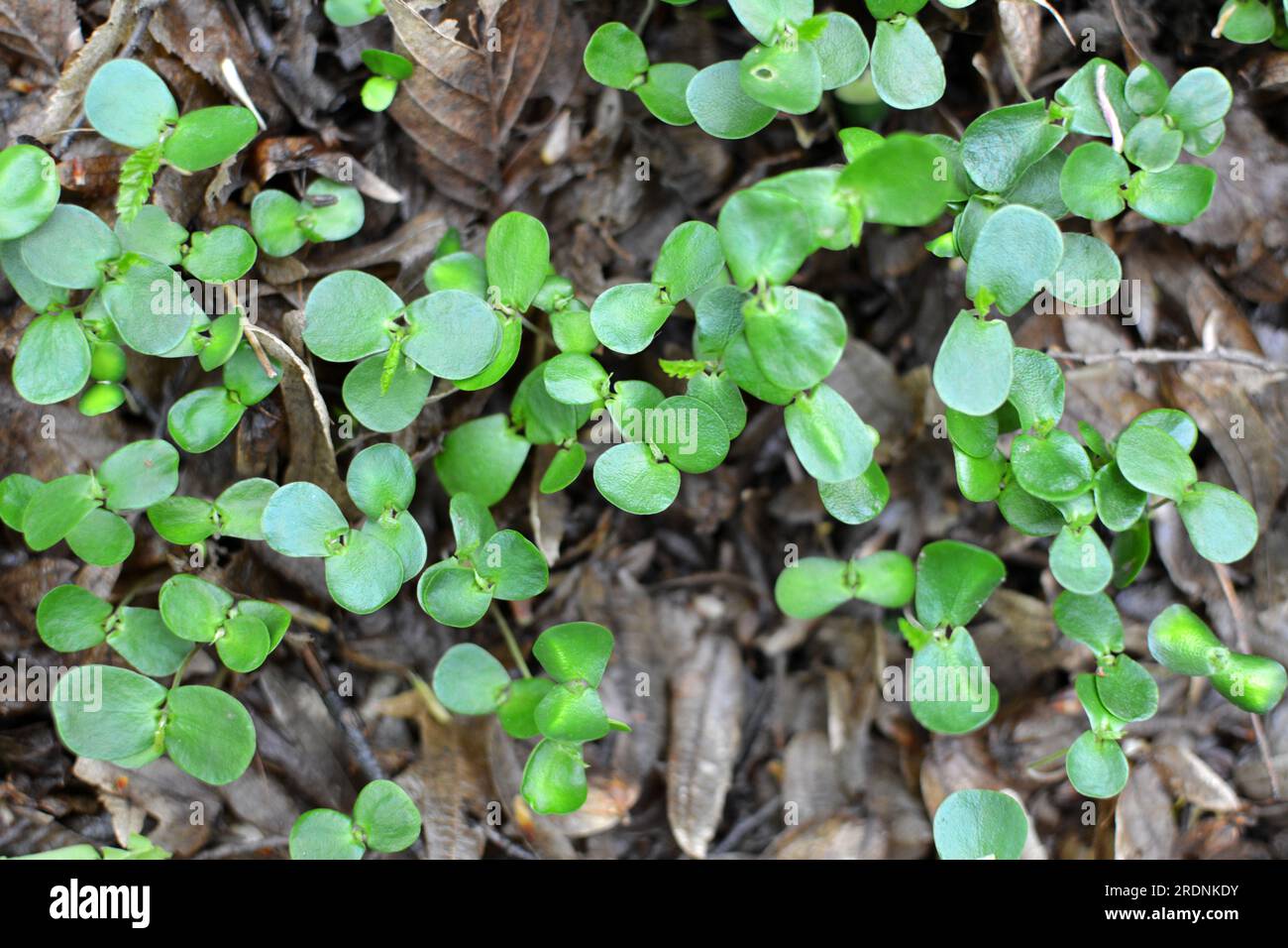 In der Wildnis im Wald gekeimte Sprossen von Hornbeeren (Carpinus betulus) aus Samen Stockfoto