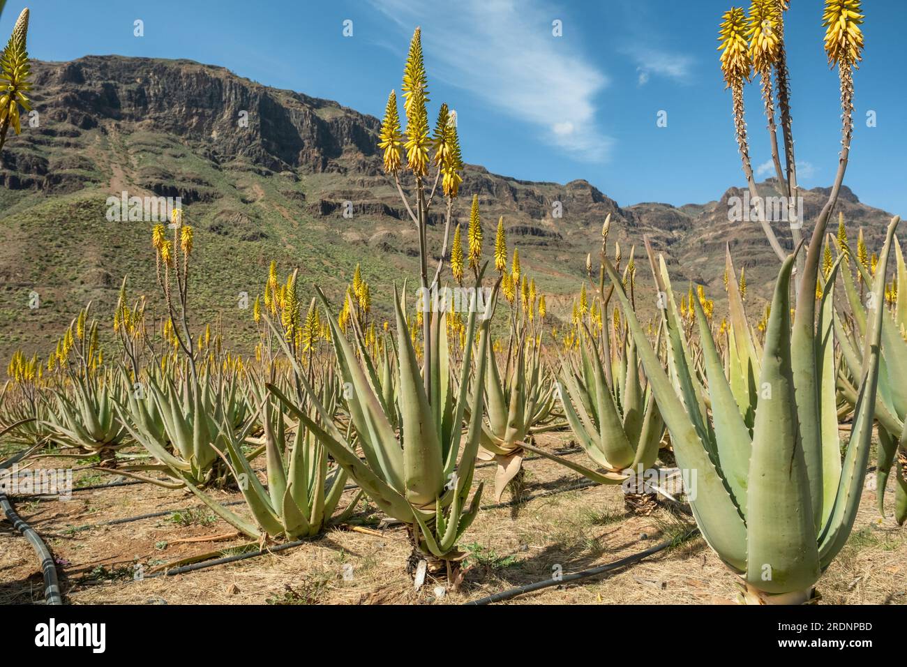 Aloe Vera Plantage auf Gran Canaria, Kanarische Inseln, Spanien  Stockfotografie - Alamy