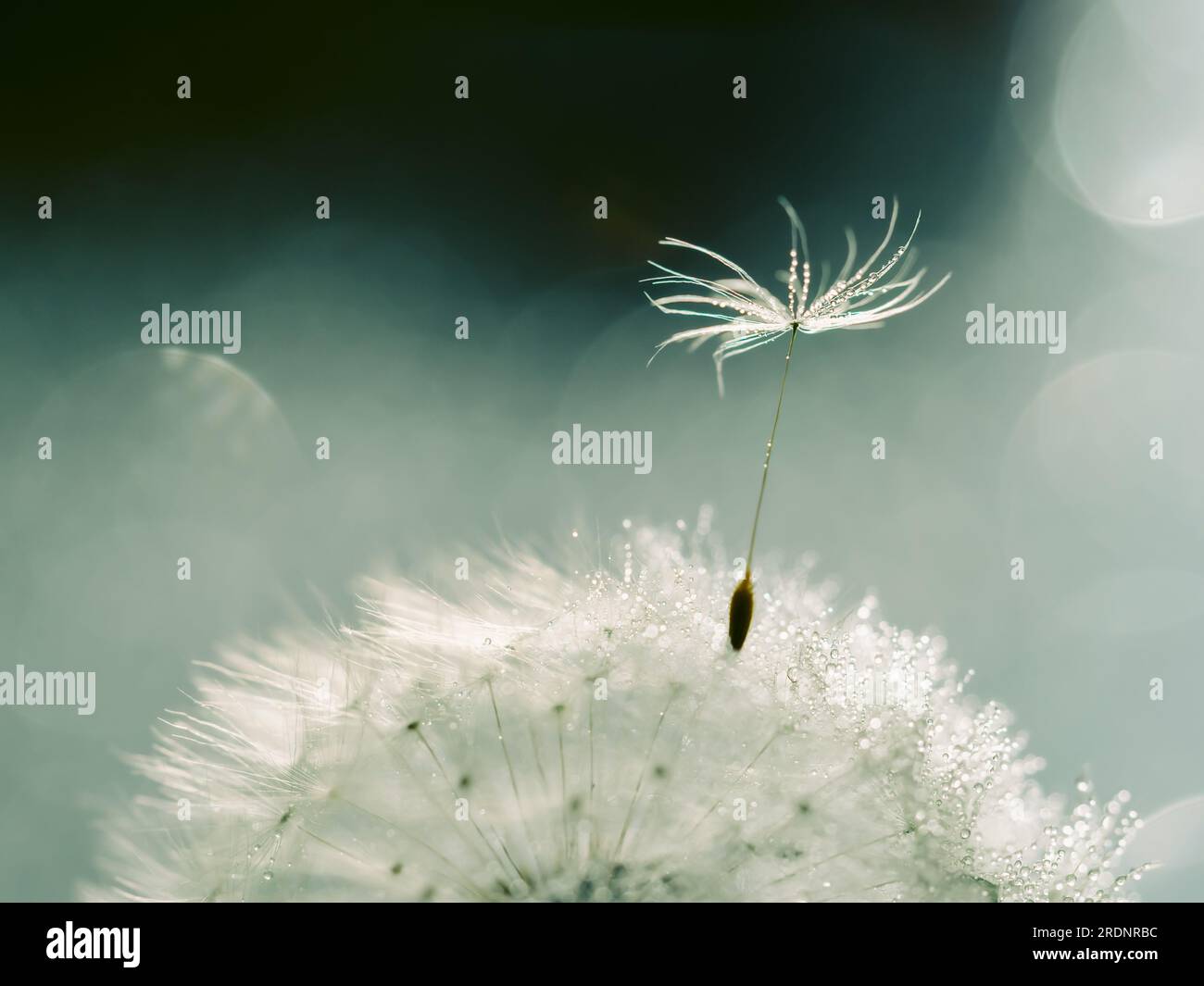 Weißer flauschiger Löwenzahn in Wassertröpfchen auf grünem Hintergrund, Unschärfe-Licht, Bokeh Stockfoto