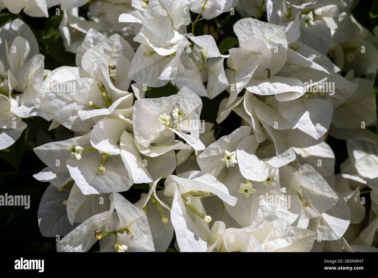 Weiße Bougainvillea-Blume an der Wand. Muster Stockfoto